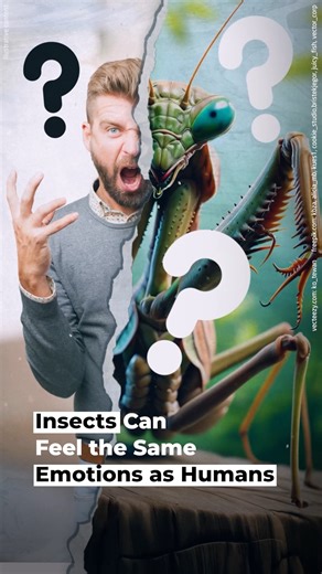 35K views · 251 reactions | Insects are not robotic, emotionless creatures. They have feelings and conscience. | Sunday Roast | Facebook