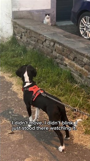 I saw a demon on my walk…Hey it‘s me Monty Part 112