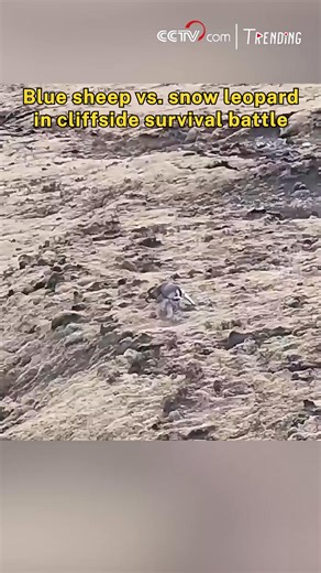 It's a blue sheep fighting for its life against a relentless snow leopard. Watch the terrifying moment they lose their footing and tumble down the steep cliff face in a blur of dust and snow. The pursuit is ferocious. Did the "Ghost of the Mountain" get its prey? No. In an incredible, heart-stopping twist, the agile blue sheep manages a spectacular escape, running straight out of the jaws of the leopard. The ultimate "getaway" footage. This is the raw, astonishing reality of the wild. #Trending 