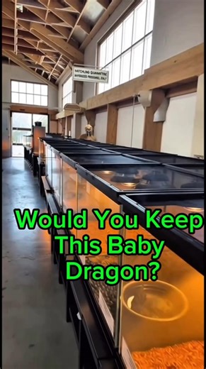 Would You Keep This Baby Dragon?💀 #shorts