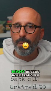 For Family Protection , GSD or Malinois ? #dogtraining #germanshepherd #malinois #protectiondogs | Dogman Rui