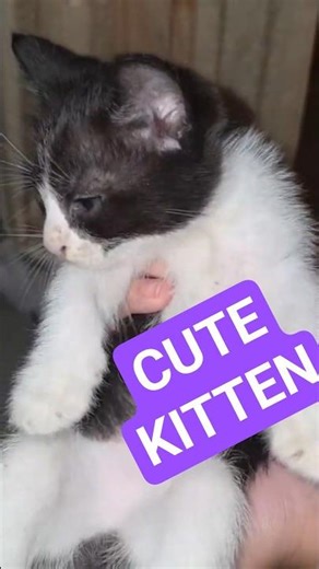 Cat play full moment 1