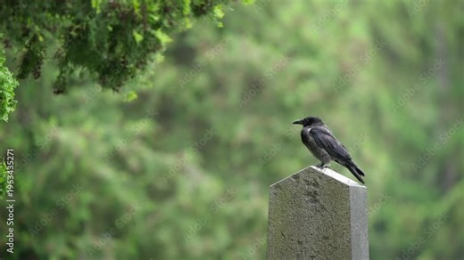 Carrion crow (Corvus corone) perches on a concrete post, watching quietly with blurred green trees behind. Minimal wildlife scene with calm mood and natural light.