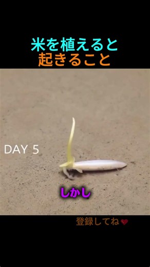 米を直接育ててみた