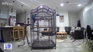 227K views · 3.6K reactions | A pet parrot has managed to thwart a home invasion in Melbourne, with its ear-splitting shrieks scaring away a would-be intruder. Security cameras set up in the lounge room of the Mickleham property show a nearby window being broken around midnight on New Year's Eve, triggering the Macaw's incessant squawks and causing the invader to flee. MORE: https://nine.social/541 #9News | WATCH LIVE 6pm | 9 News | Facebook