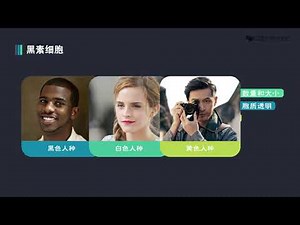 1、1 1 皮肤的结构和功能（上） 同济医学院 皮肤性病学