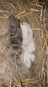 1.6K views · 26 reactions | Baby bun update, they are getting big! They will be ready for their new homes in about 4 weeks. If you are local and interested, pm me. They are New Zealand/ netherland dwarf cross. ❤️ | Hannah Easton | Facebook