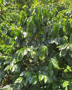 Cenicafe 1, desarrollado para poseer un mayor porcentaje de café supremo, es decir, de granos grandes. #cenicafe1 #cafedecolombia | Lean Coffee Management