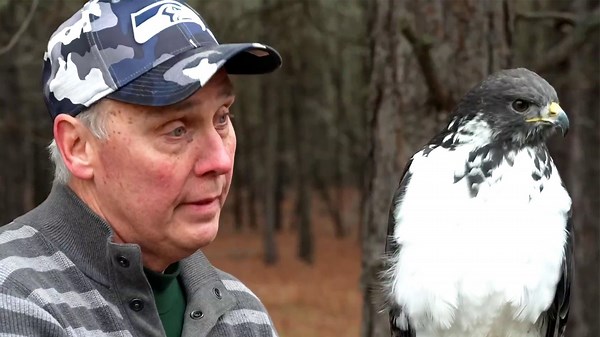 Meet Taima, the Seattle Seahawks’ soaring mascot