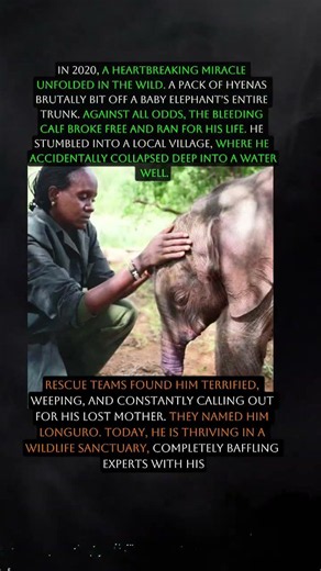 Miracle Elephant With No Trunk #wildlife #nature #elephant #animals #biology #lion #safari #africa