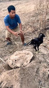 31K views · 265 reactions | Innocent big Birds catching#parrots #birds #parrotsofinstagram #bird #parrot #birdsofinstagram #parrotlover #pets #parrotlife #animals #pet #Real ] | Champagnemike | Facebook