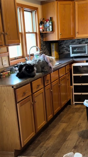 Sadrukeh's Transformation: From Timid to Confident Cat