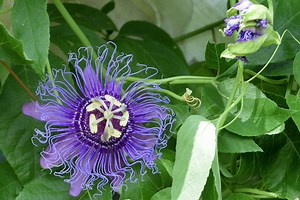 Unveiling the Beauty of Passion Flower: A Comprehensive Guide for Gardening Enthusiasts - Green Packs
