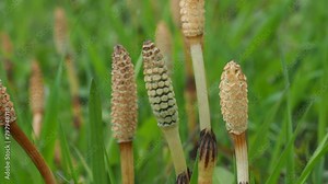 Equisetum arvense, the field horsetail or common horsetail. Prehistoric plants. Spring in the wild meadow