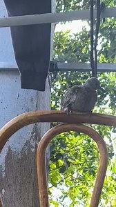 11K views · 510 reactions | Under training na si spotted dove #BirdPhotography #birdlife #birdlovers #spottedove #birds | Dikyam blog | Facebook