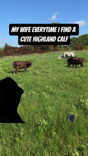 Why are highland cows so expensive? Probably because they are so cute.