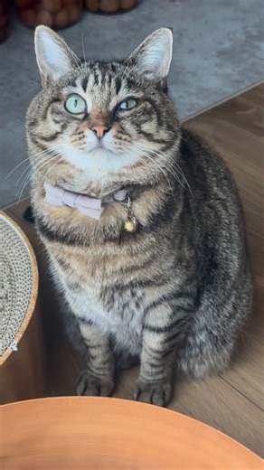 もなか と わらび on Instagram: ". 左のおめめが半分しか開かないの。困ったわ。お医者さまがおっしゃるには「結膜炎」ですって。 . おめめがおかしくなっちゃった私のことなんて、ホロワーのみなさん見たくないかしら。余計に心配させちゃうだけかしら。 . 健やかなるときも、病めるときも、生きてたら誰だっていろいろあるわよね。おかあさんの言いつけ守ってお薬がんばって、いい子に過ごそうと思います。（本当よう） . My left eye won’t open all the way. How troublesome… The vet says it’s conjunctivitis. I’ll be a good girl and try my best with the medicine. 💊🐾"