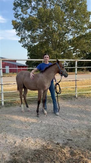 🚨 Lot #13 – Bay Roan Colt 🚨 Brought to you by Killian Quarter Horses When you take a legendary producing mare like 𝑮𝑰𝑵𝑮𝑬𝑹𝑺 𝑷𝑶𝑾𝑬𝑹 𝑷𝑼𝑭𝑭—the dam of the all-time high-selling weanling in this sale’s history—and cross her on 𝑶𝑵𝑬𝑵𝑰𝑮𝑯𝑻 𝑾𝑰𝑻𝑯 𝑺𝑻𝑬𝑽𝑰𝑬, you get something special. Ginger is 24 years old… this may be the last foal she ever produces. Don’t miss your chance to own a piece of history and a future calf or heel horse prospect with the pedigree, athleticism, and 