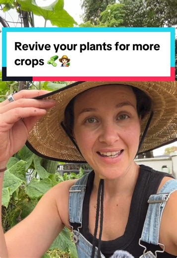 Reviving Your Cucumber Plants for More Crops