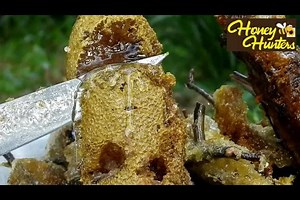 1K shares · 497 comments | TIRED EATING FARMY HONEY?? SEARCHING...