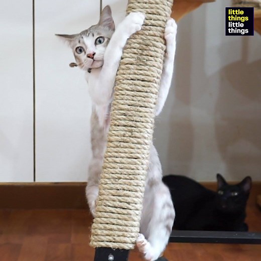 These kitty-friendly DIY projects are so cute and easy! Would your cat appreciate these crafts? 🐱 | LittleThings