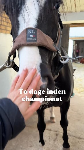 To dage til vi rejser mod @ikastrideklub 🤗 Walander er klar - så mangler vi bare mig og alle tingene😅 #horse #horseofinstagram #hest #dressurhest #dressage #dressageriding #dressur #riding #ridning #dressurrytter #dressage #pony #dressurpony #dansksportspony #sportspony #dsp #ponyavl #avl #ponyhingst #dsphingst #avlshingst #hingst #sorthingst #thorupswalander #thoruphjalleruphingstecenter #voksenponyrytter | Dressurrytter Nille Thomsen