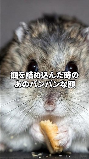 [Breaking the limits] Hamster cheek pouches actually extend all the way down to their waists.