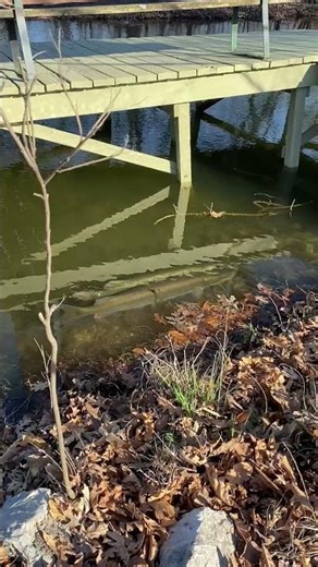 Reload of The Biggest 🐟 Musky At My Shoreline spawning.