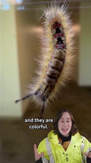 Invasion of the Campus Caterpillars