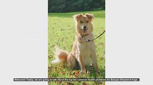 Top 10 Common Health Problems in Basque Shepherd Dogs