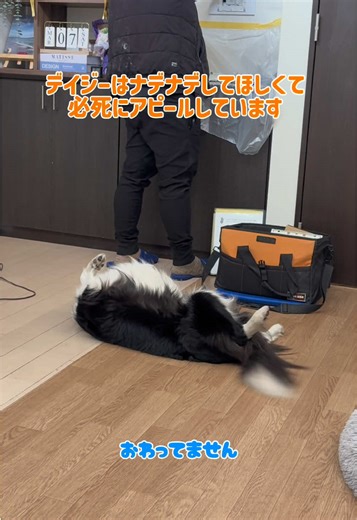 来客が嬉しすぎるボーダーコリーのデイジー🌼 #ボーダーコリー #bordercollie #dogsoftiktok #ボーダーコリーのいる暮らし #DogTok