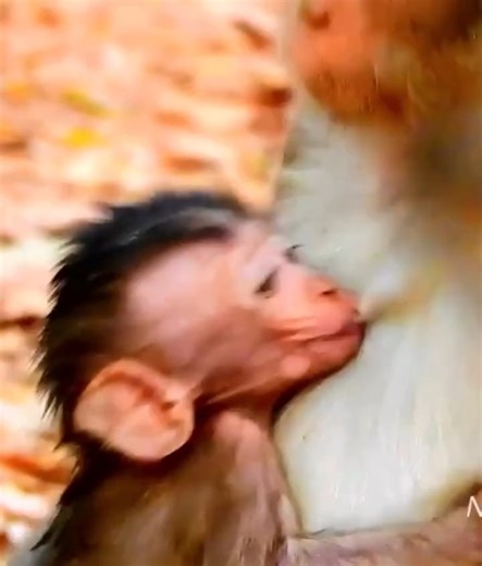 Sadness Alba Poor baby, Mother monkey hit baby monkey Alba for stop milk , Alba is so small. | Discovery Monkey