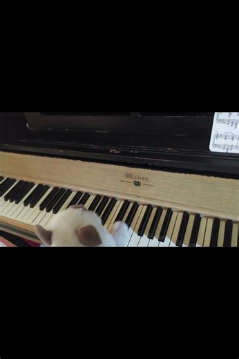 Keyboard Cat?? #cat #piano