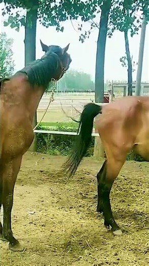 Raising Horses Teaches Us More About Life Than We Could Ever Teach Them