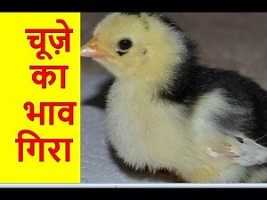 🐓🐔 चूजे का रेट अब मुर्गी पालक तय करने लगा || Poultry India TV™ ||