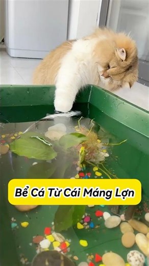 🐱 Làm Bể Cá Cho Mèo Từ Cái Máng Lợn | Mèo Ú Ớ