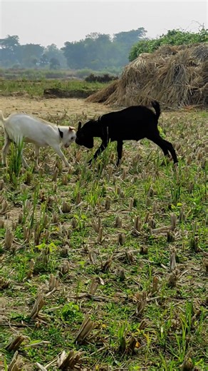 Goats Fighting Hard! 🐐💥