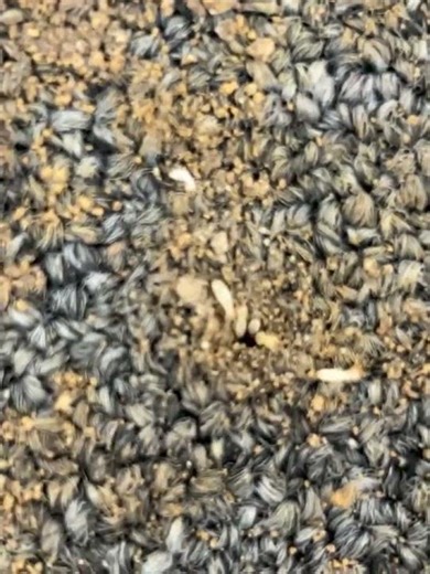 Termites Eating Through Carpet in Virginia Beach 😳 | Shocking Home Damage Caught on Video #termites