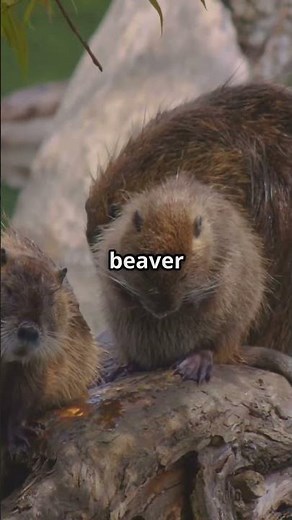 Beaver's Masterpiece: Dam Under Construction!🪵#BeaverBuilding #NatureDocumentary #DamConstruction