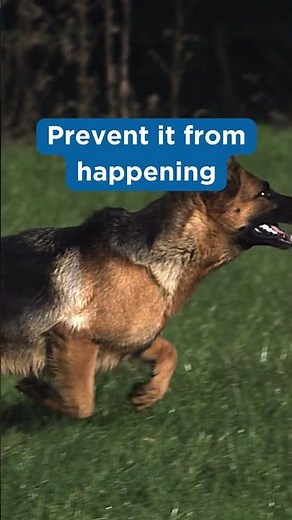 Why Dogs Chase Cars and How to Train Them to Stop