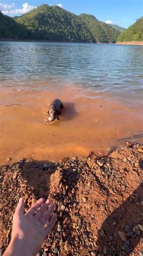 How i trained my chocolate lab to retrieve ducks #hunting #duckhunting #jesus #drakewaterfowl