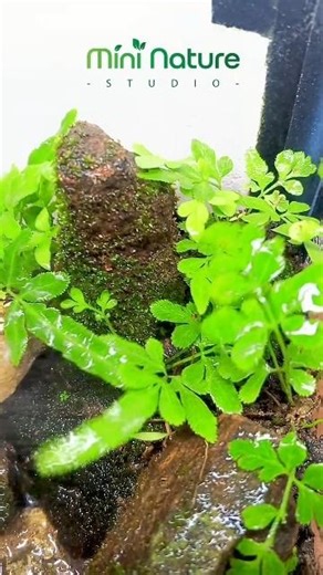 Amazing Terrarium Growth in Just 2 Weeks! | Mini Nature Studio #TerrariumGrowth #aquascape #plants