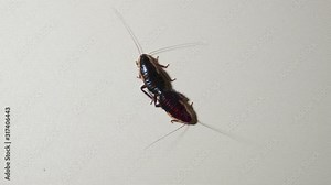 Two mating cockroaches - static shot