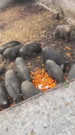 The Most Gorgeous 😂🐷 Pigs #shorts #youtubeshorts #ytshorts #viral #piggy #piglover #shortsfeed #fyp