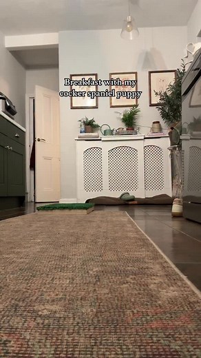 Some of the ways I use Bruce’s breakfast 🥰 we did some retrieval pattern exercises at 6am 😅 #cockerspaniel #puppy #puppytraining #DogTraining #workingcockerspaniel | Cocker Milly