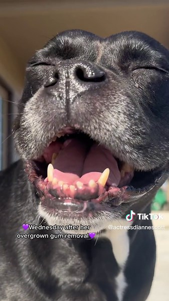 Excessive Gum Growth in Dogs: Recovery Post-Surgery