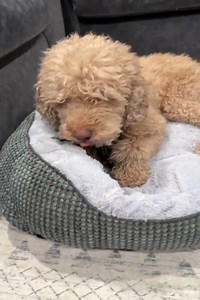 Washable Dog Bed for Medium Dogs, Cat Beds for Indoor Cats, Pet Bed with Anti-Slip Bottom, Gray, 30"×24"×9"