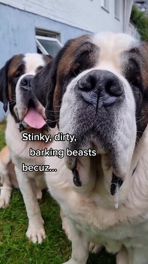 Cute Saint Bernard Dogs Behind the Scenes