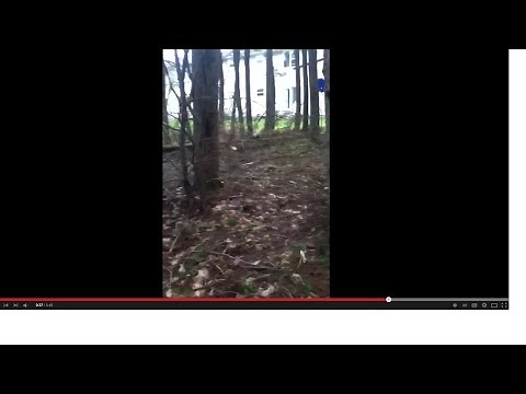 Smile Dog sighting? Real raw footage