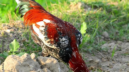 Asil (Aseel) Chicken in 120fps 4K Slow Motion. Powerful Traditional Gamefowl Standing Proud with Muscular Build, Glossy Feathers, and Alert Posture Captured in Cinematic High-Detail Rural and Livestoc